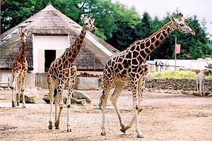 Zoo Le�n�